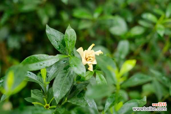 栀子花室内可以养吗