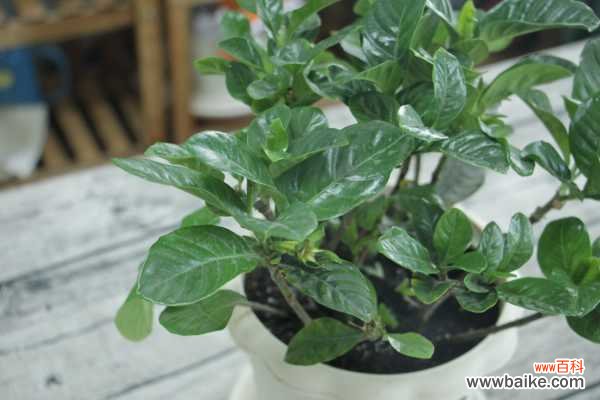 栀子花适合放在室内养吗