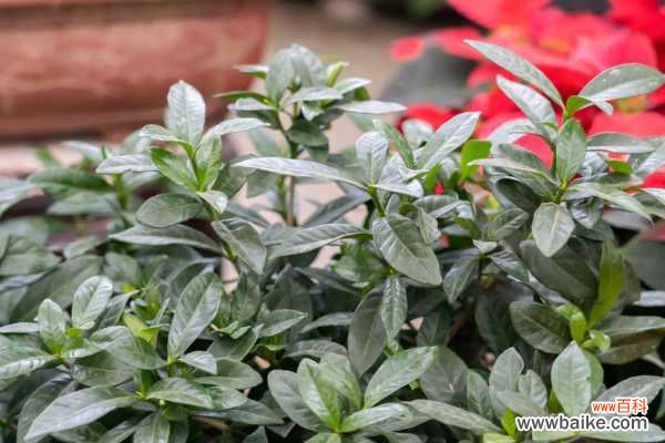 栀子花适合放在室内养吗