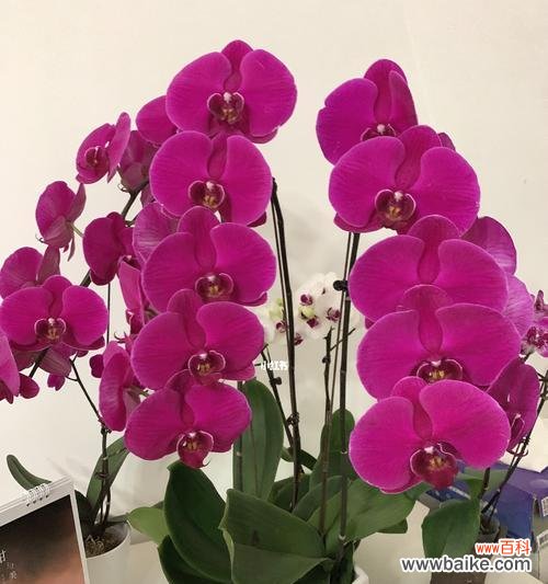 一朵娇艳欲滴的花朵 蝴蝶兰的寓意与象征