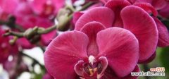 蝴蝶兰的奇迹之旅 蝴蝶兰的寓意与象征之美