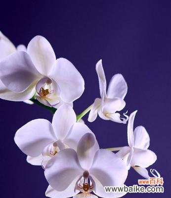 蝴蝶兰的奇迹之旅 蝴蝶兰的寓意与象征之美