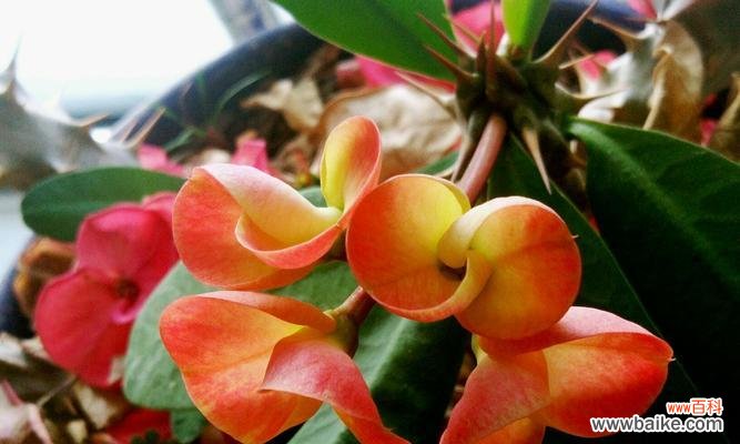 赞美虎刺梅花的坚强与美丽 虎刺梅花语