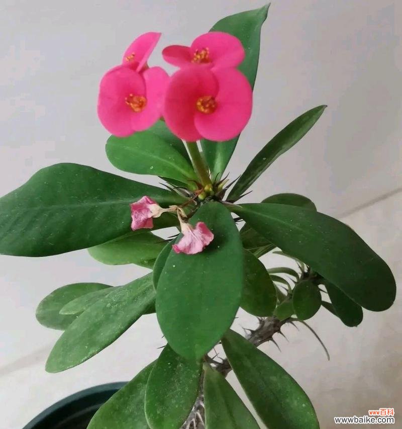 赞美虎刺梅花的坚强与美丽 虎刺梅花语