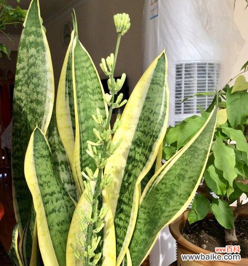 以虎皮兰开花的代表寓意与象征意义分析 虎皮兰的盛放寓意