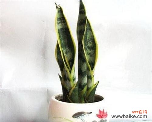 以虎皮兰开花的代表寓意与象征意义分析 虎皮兰的盛放寓意