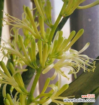 以虎皮兰开花的代表寓意与象征意义分析 虎皮兰的盛放寓意