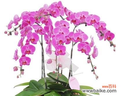 花开花落 蝴蝶兰——花园中的优雅之花