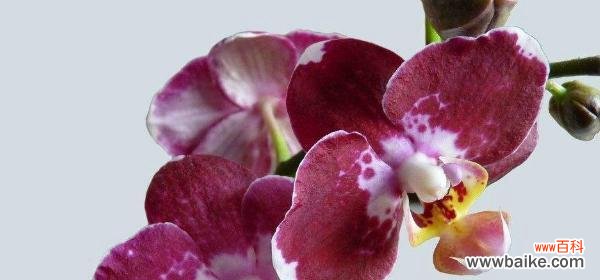 花开花落 蝴蝶兰——花园中的优雅之花