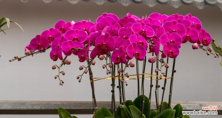 花开花落 蝴蝶兰——花园中的优雅之花