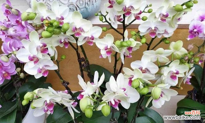 蝴蝶兰花语及其传承的神秘力量 蝴蝶兰的传说故事