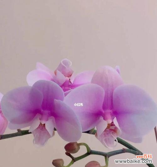 美丽芬芳的蝴蝶兰 蝴蝶兰的花语寓意与魅力