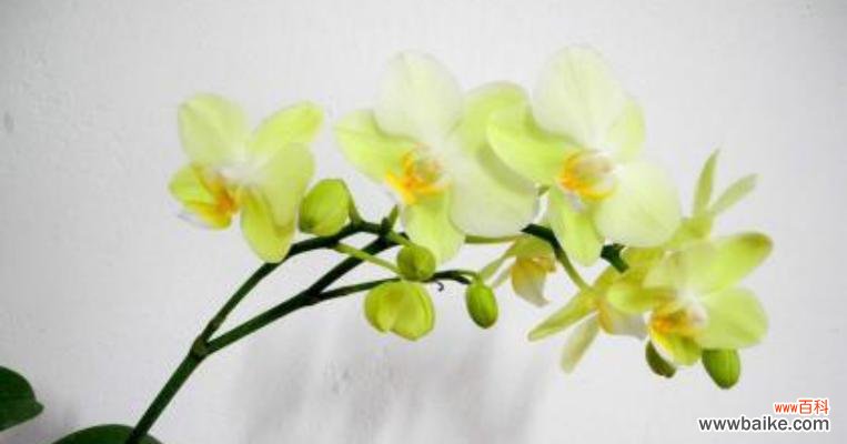 美丽芬芳的蝴蝶兰 蝴蝶兰的花语寓意与魅力