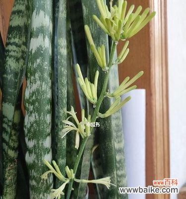 祝福与希望——探索虎尾兰的花语 虎尾兰开花的代表寓意