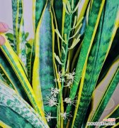 祝福与希望——探索虎尾兰的花语 虎尾兰开花的代表寓意