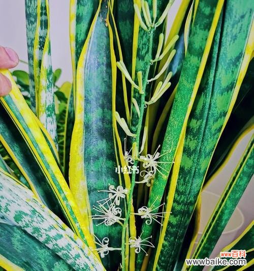 祝福与希望——探索虎尾兰的花语 虎尾兰开花的代表寓意