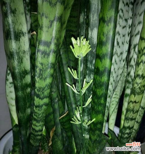 祝福与希望——探索虎尾兰的花语 虎尾兰开花的代表寓意