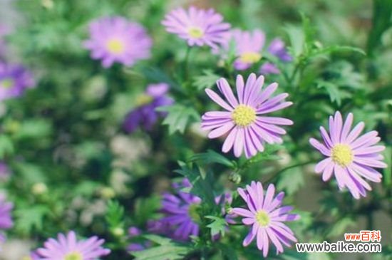 姬小菊如何繁殖？详解4大姬小菊繁殖方法