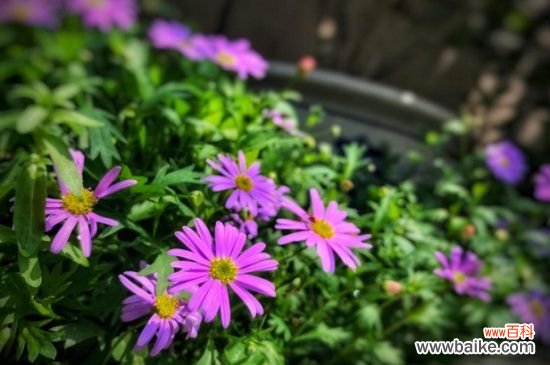 姬小菊如何繁殖？详解4大姬小菊繁殖方法