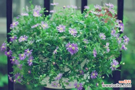 姬小菊如何繁殖？详解4大姬小菊繁殖方法