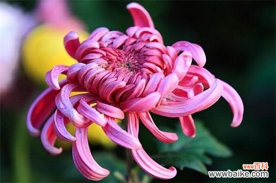 为什么家里不能种菊花？黄白菊有悼念含义不吉利