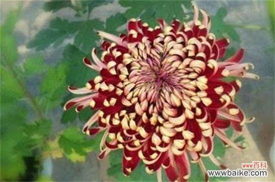 为什么家里不能种菊花？黄白菊有悼念含义不吉利