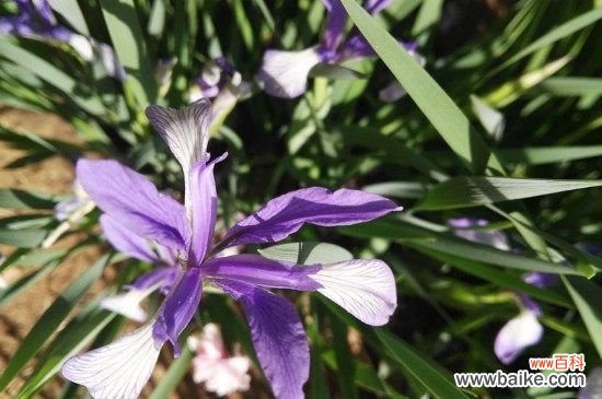 兰花刚发的芽黑烂了怎么办？