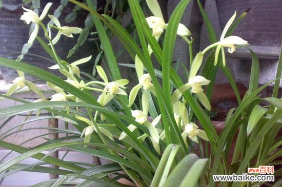 兰花可以淋雨水吗?兰花可以淋雨水