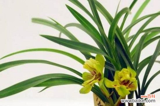 兰花可以淋雨水吗?兰花可以淋雨水