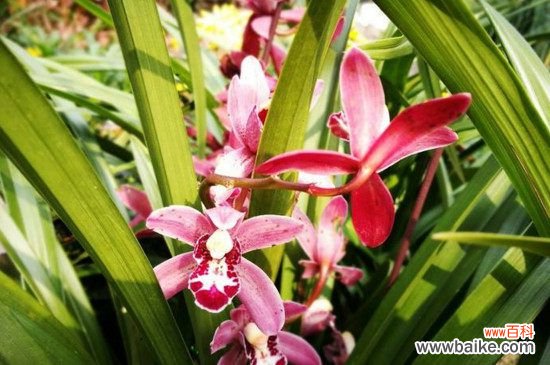 兰花可以淋雨水吗?兰花可以淋雨水