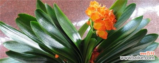 多菌灵治兰花茎腐病吗