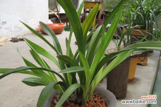 多菌灵治兰花茎腐病吗