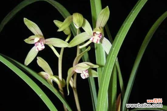 多菌灵治兰花茎腐病吗