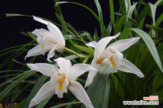 兰花适合放在什么地方？兰花最合适摆放在客厅