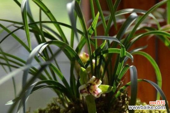 兰花适合放在什么地方？兰花最合适摆放在客厅