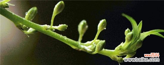 兰花适合放在什么地方？兰花最合适摆放在客厅