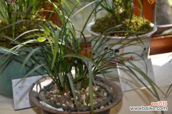 兰花的花期有多长时间？兰花花期1～2个月