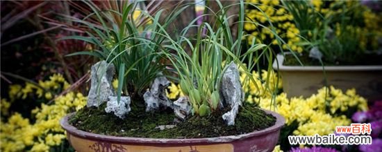 兰花的根是什么样子？图解兰花的根系