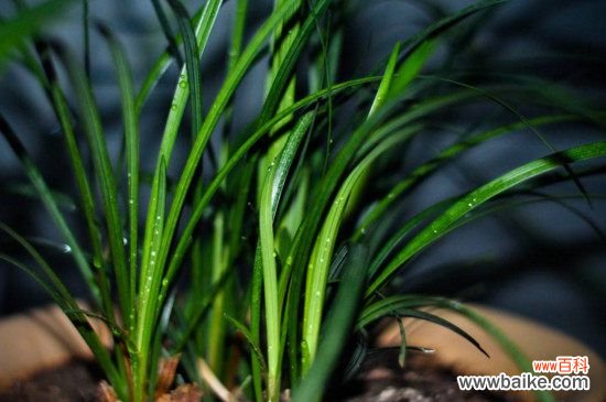 兰花的根是什么样子？图解兰花的根系