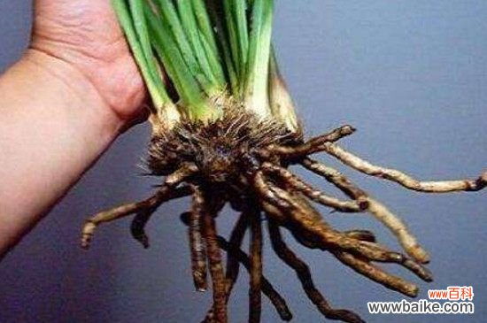 兰花的根是什么样子？图解兰花的根系