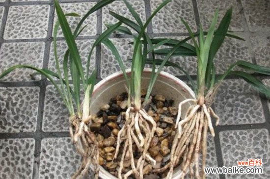 兰花的根是什么样子？图解兰花的根系