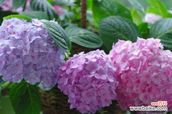 绣球花怎么施肥？绣球花的施肥方法和注意事项