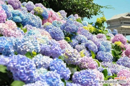 绣球可以放在室内养吗