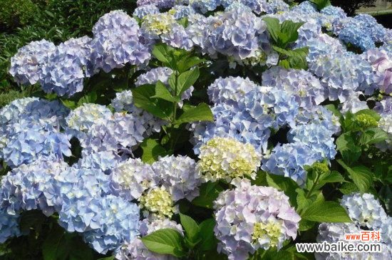 绣球可以放在室内养吗