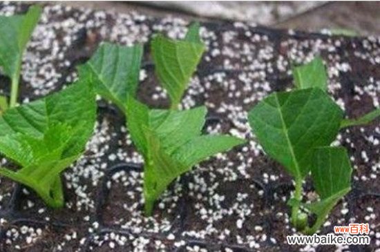 绣球花扦插多久能生根？绣球花扦插20～30天能生根