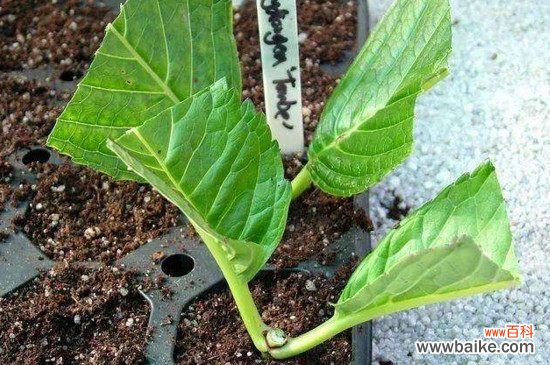 绣球花扦插多久能生根？绣球花扦插20～30天能生根