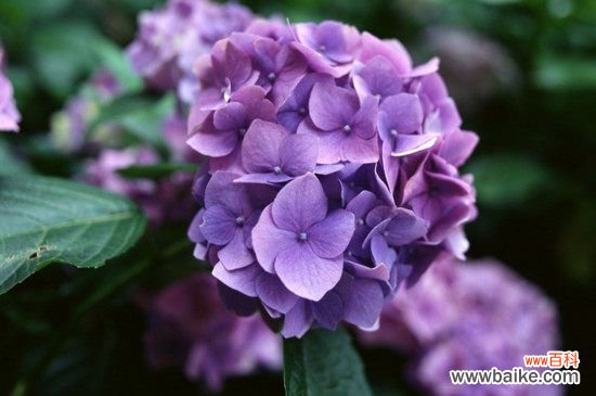 绣球花扦插多久能生根？绣球花扦插20～30天能生根