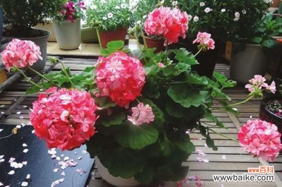 天竺葵怕太阳晒吗？天竺葵怕太阳暴晒