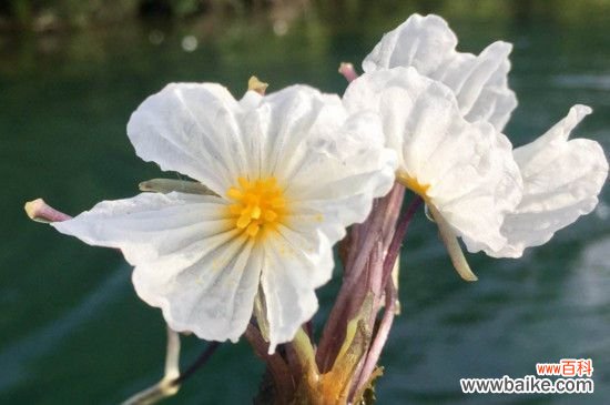 泸沽湖水性杨花开花时间
