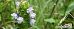 开紫色的小花的草药有哪些？